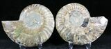 Polished Ammonite Pair - Million Years #26069-1